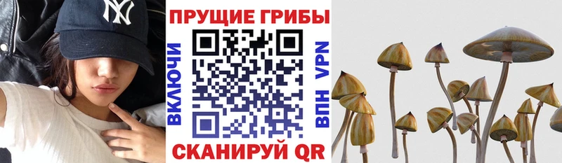 OMG tor  Арск  Псилоцибиновые грибы мухоморы 
